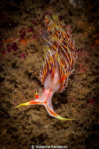 Colors of India_Phidiana m. nudibranch_2022
(Canon 60,1/... by Susanna Randazzo 